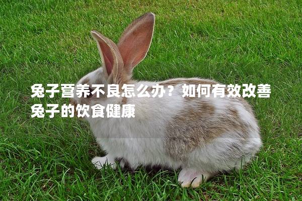 兔子营养不良怎么办？如何有效改善兔子的饮食健康