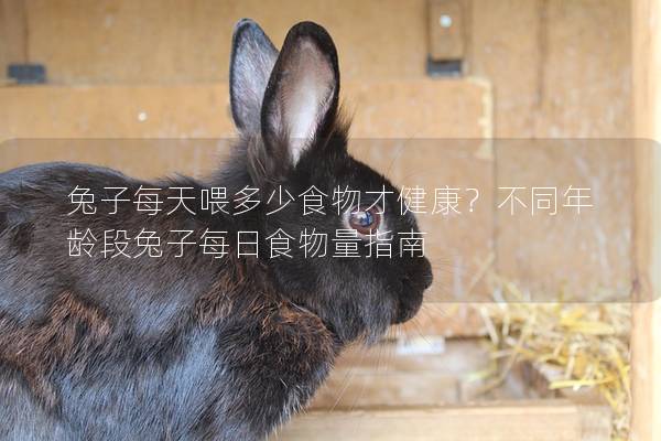 兔子每天喂多少食物才健康？不同年龄段兔子每日食物量指南