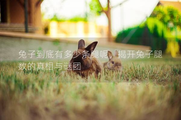 兔子到底有多少条腿呢，揭开兔子腿数的真相与谜团
