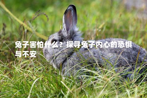兔子害怕什么？探寻兔子内心的恐惧与不安