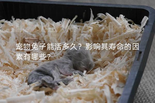 宠物兔子能活多久？影响其寿命的因素有哪些？