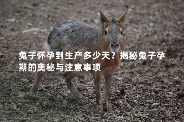 兔子怀孕到生产多少天？揭秘兔子孕期的奥秘与注意事项