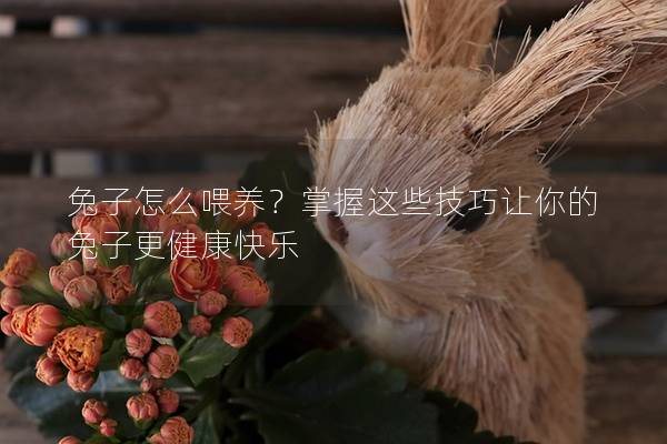 兔子怎么喂养？掌握这些技巧让你的兔子更健康快乐