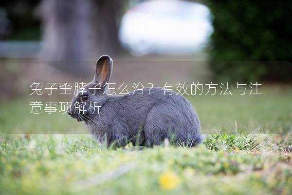 兔子歪脖子怎么治？有效的方法与注意事项解析