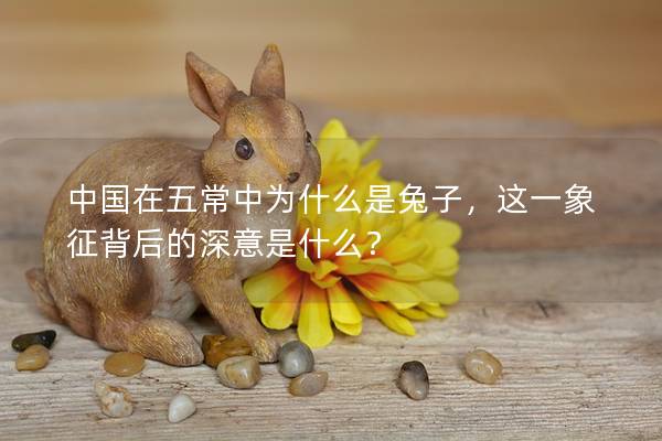中国在五常中为什么是兔子，这一象征背后的深意是什么？