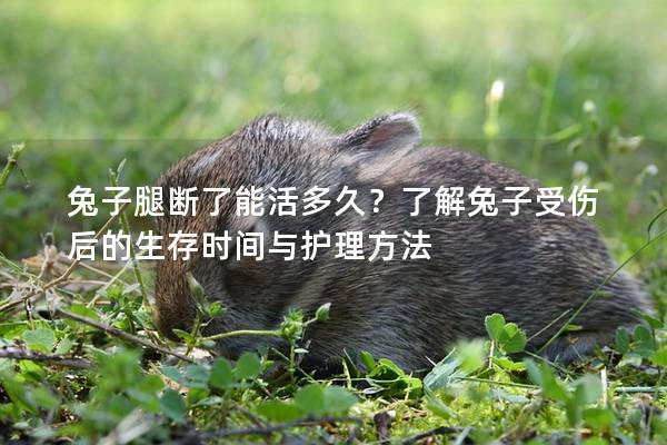 兔子腿断了能活多久？了解兔子受伤后的生存时间与护理方法