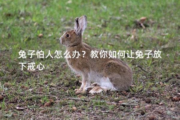 兔子怕人怎么办？教你如何让兔子放下戒心