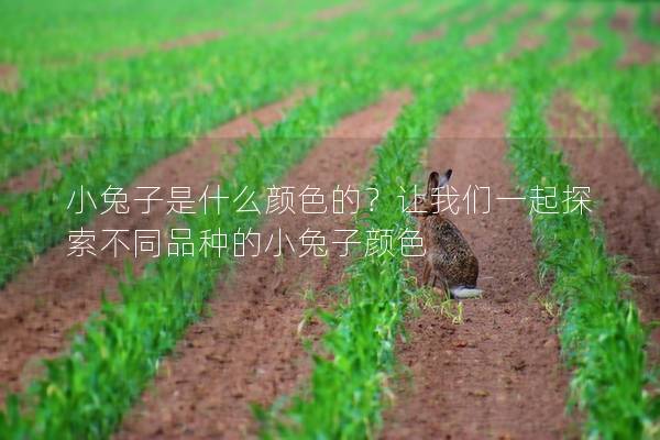 小兔子是什么颜色的？让我们一起探索不同品种的小兔子颜色