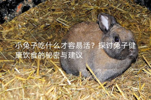 小兔子吃什么才容易活？探讨兔子健康饮食的秘密与建议