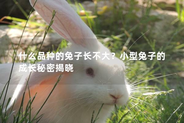 什么品种的兔子长不大？小型兔子的成长秘密揭晓