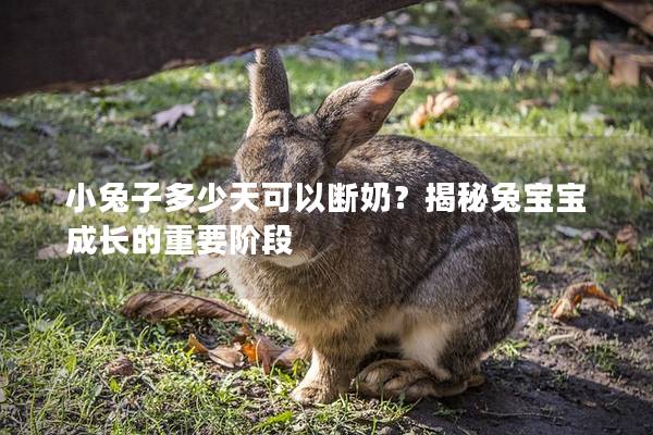 小兔子多少天可以断奶？揭秘兔宝宝成长的重要阶段