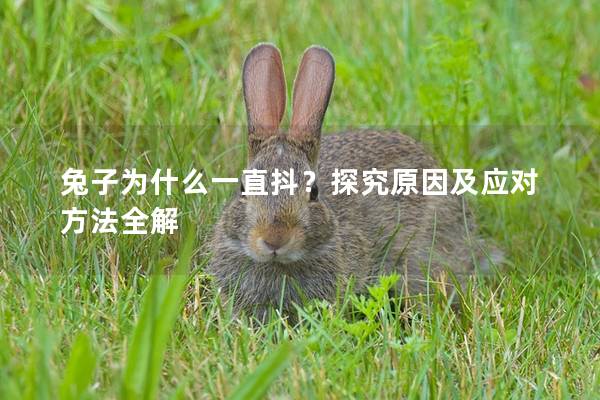 兔子为什么一直抖？探究原因及应对方法全解