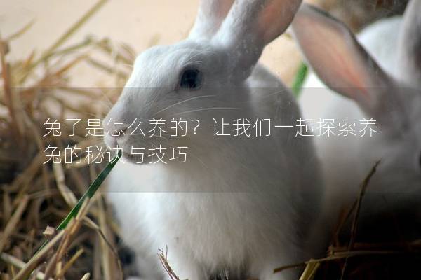 兔子是怎么养的？让我们一起探索养兔的秘诀与技巧