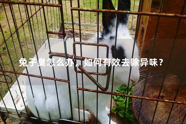 兔子臭怎么办，如何有效去除异味？