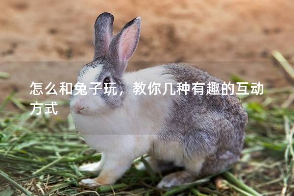 怎么和兔子玩，教你几种有趣的互动方式
