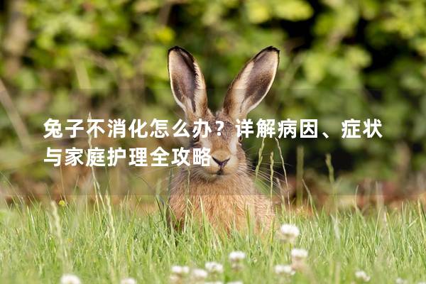 兔子不消化怎么办？详解病因、症状与家庭护理全攻略