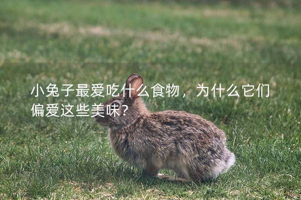 小兔子最爱吃什么食物，为什么它们偏爱这些美味？