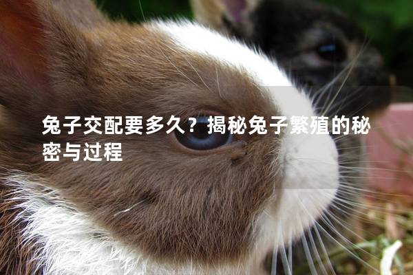 兔子交配要多久？揭秘兔子繁殖的秘密与过程