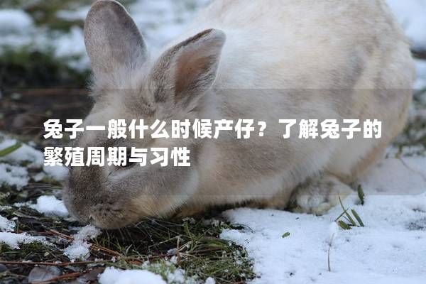 兔子一般什么时候产仔？了解兔子的繁殖周期与习性