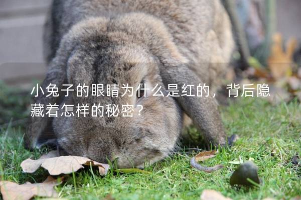 小兔子的眼睛为什么是红的，背后隐藏着怎样的秘密？