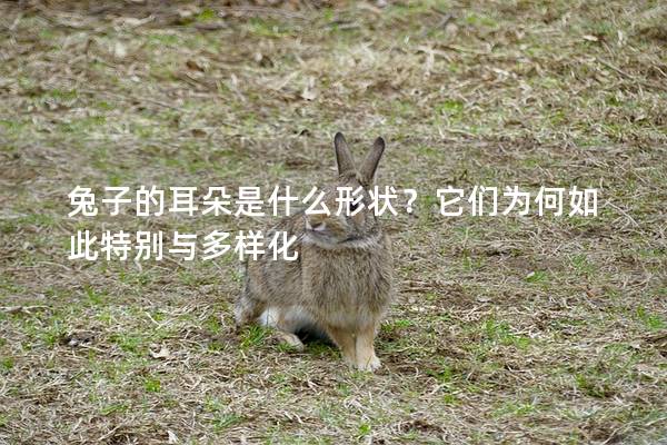 兔子的耳朵是什么形状？它们为何如此特别与多样化