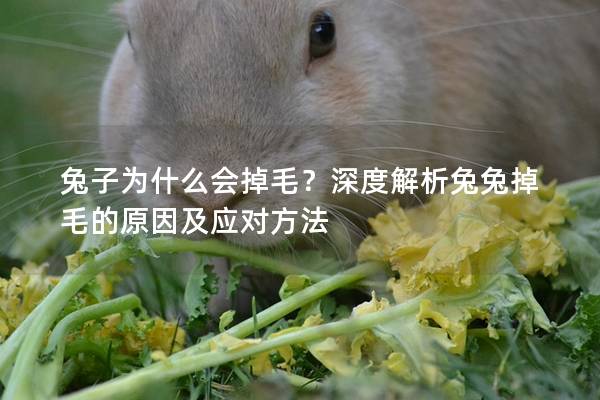兔子为什么会掉毛？深度解析兔兔掉毛的原因及应对方法