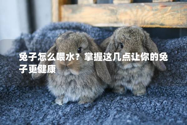 兔子怎么喂水？掌握这几点让你的兔子更健康