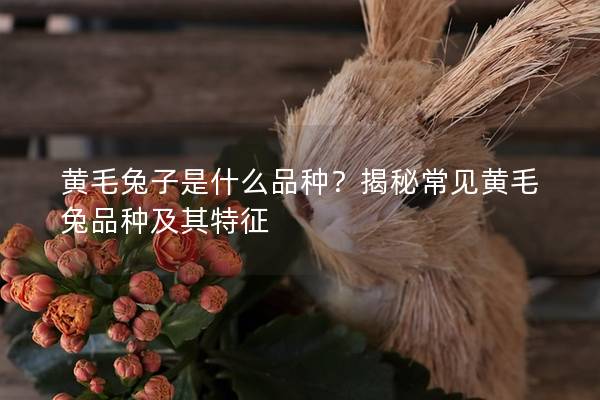 黄毛兔子是什么品种？揭秘常见黄毛兔品种及其特征