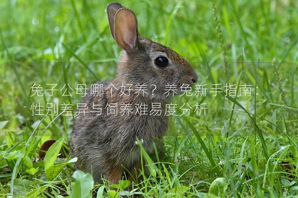 兔子公母哪个好养？养兔新手指南：性别差异与饲养难易度分析