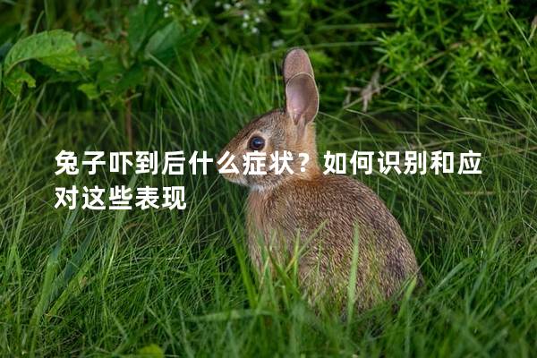 兔子吓到后什么症状？如何识别和应对这些表现