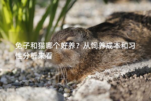 兔子和猫哪个好养？从饲养成本和习性分析来看