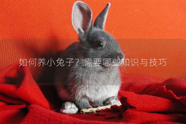 如何养小兔子？需要哪些知识与技巧