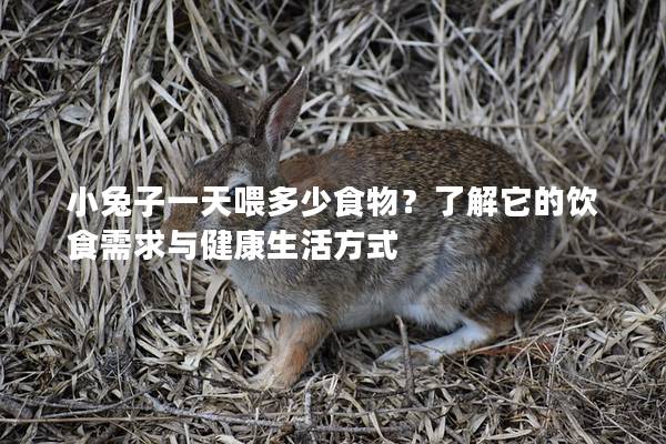 小兔子一天喂多少食物？了解它的饮食需求与健康生活方式