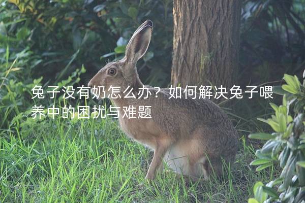 兔子没有奶怎么办？如何解决兔子喂养中的困扰与难题
