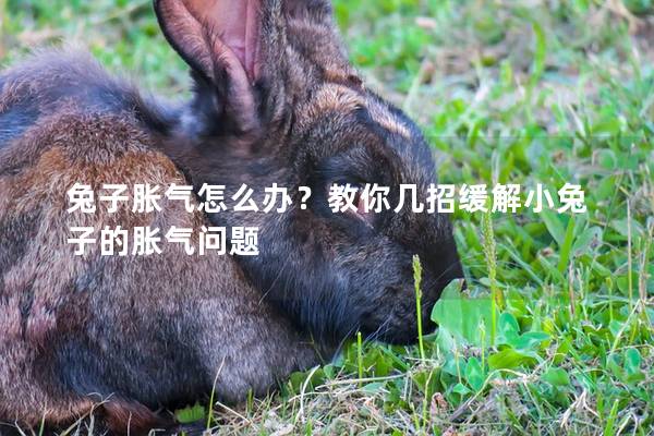 兔子胀气怎么办？教你几招缓解小兔子的胀气问题