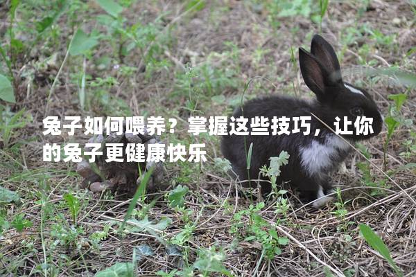 兔子如何喂养？掌握这些技巧，让你的兔子更健康快乐