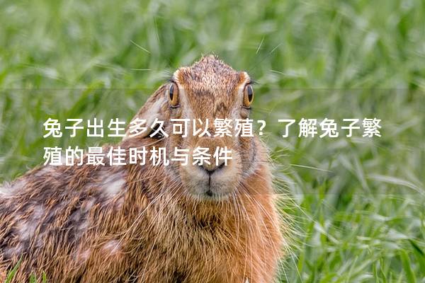 兔子出生多久可以繁殖？了解兔子繁殖的最佳时机与条件