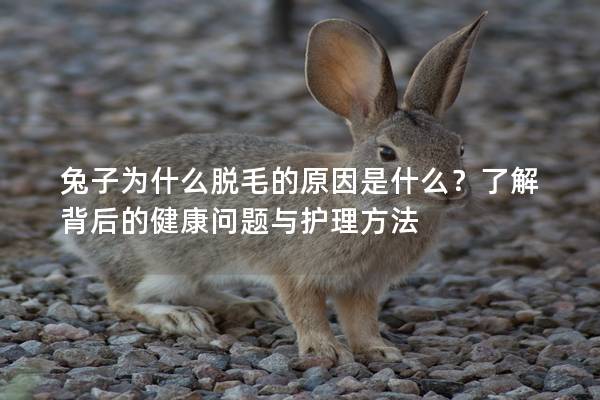 兔子为什么脱毛的原因是什么？了解背后的健康问题与护理方法
