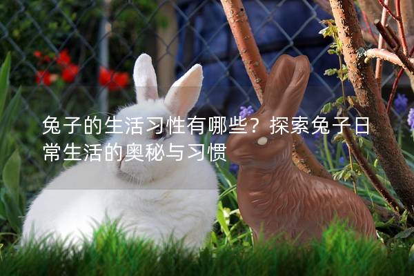 兔子的生活习性有哪些？探索兔子日常生活的奥秘与习惯