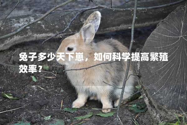 兔子多少天下崽，如何科学提高繁殖效率？