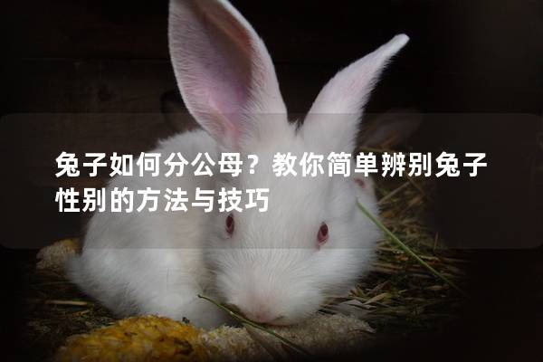 兔子如何分公母？教你简单辨别兔子性别的方法与技巧