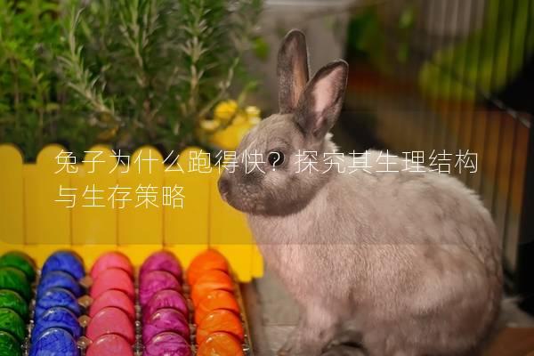 兔子为什么跑得快？探究其生理结构与生存策略
