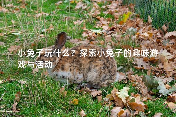小兔子玩什么？探索小兔子的趣味游戏与活动