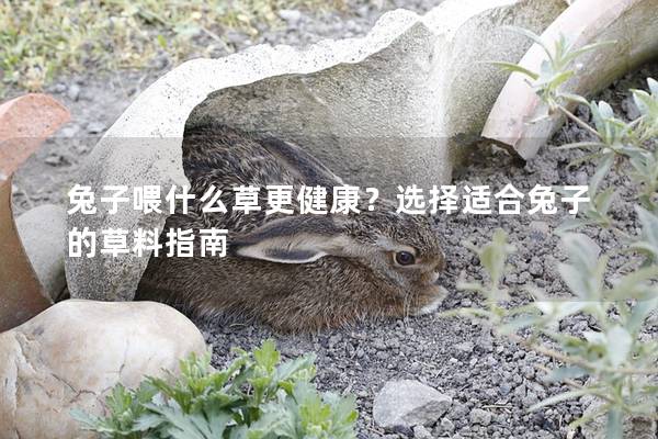 兔子喂什么草更健康？选择适合兔子的草料指南