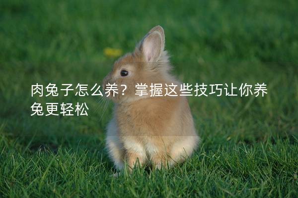 肉兔子怎么养？掌握这些技巧让你养兔更轻松