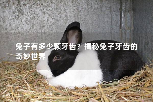 兔子有多少颗牙齿？揭秘兔子牙齿的奇妙世界