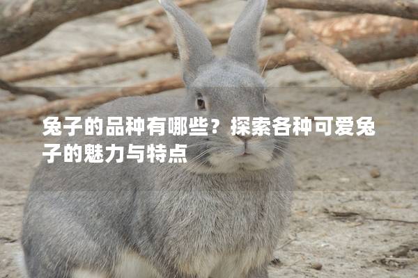 兔子的品种有哪些？探索各种可爱兔子的魅力与特点