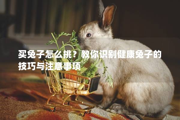 买兔子怎么挑？教你识别健康兔子的技巧与注意事项