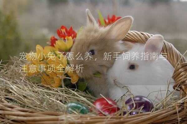 宠物小兔子怎么养，新手饲养指南与注意事项全解析