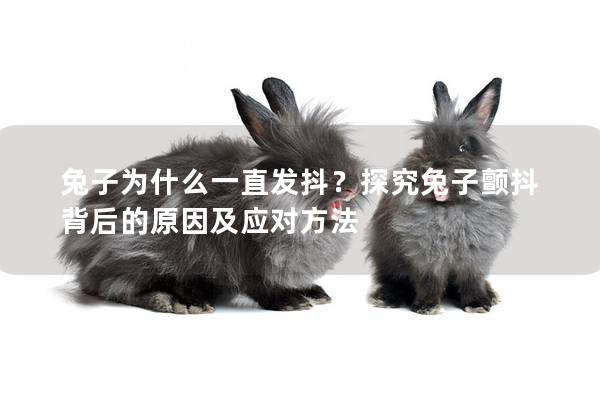 兔子为什么一直发抖？探究兔子颤抖背后的原因及应对方法
